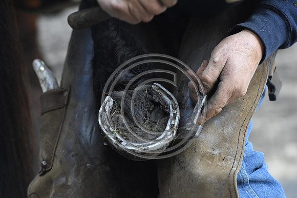 Nigel Perrott_Farrier_PN20_51873