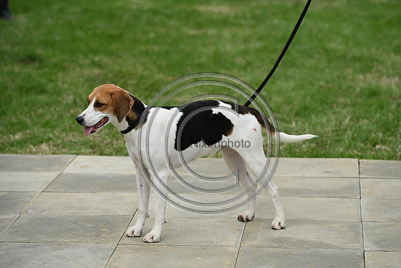 Festival of Hounds 2024