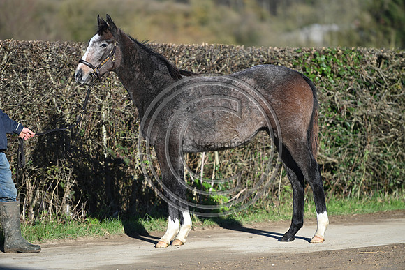 Foal_Selwood_PN4