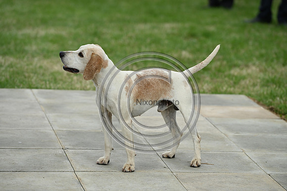 Festival of Hounds 2024