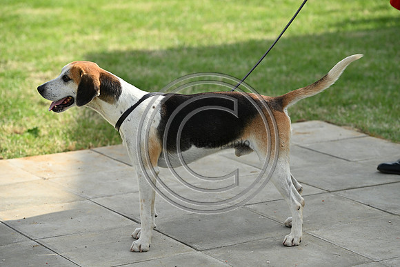 Festival of Hounds 2024