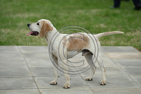 Festival of Hounds 2024