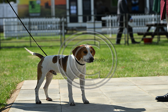 Festival of Hounds 2024