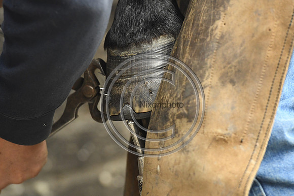 Nigel Perrott_Farrier_PN20_51847