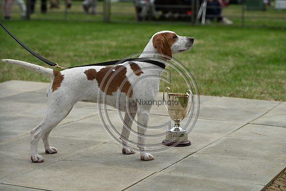 Festival of Hounds 2024