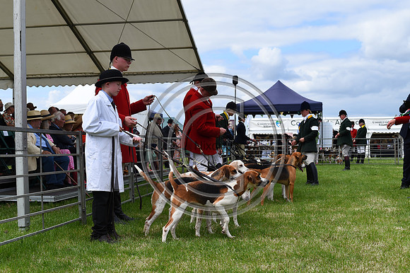 Festival of Hounds 2024
