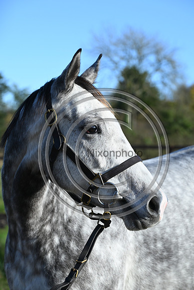 Mare_Selwood_PN67