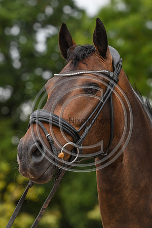 Collective Equestrian