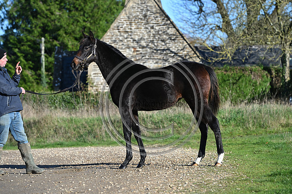 Foal_Selwood_PN85