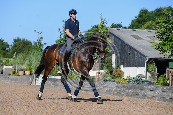 Collective Equestrian