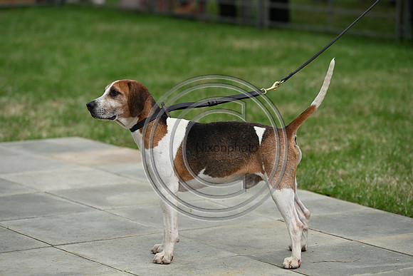 Festival of Hounds 2024