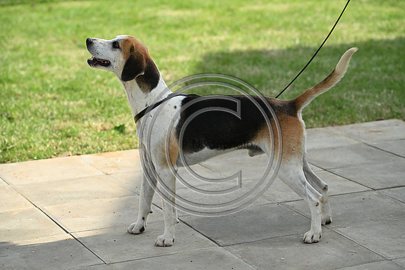Festival of Hounds 2024