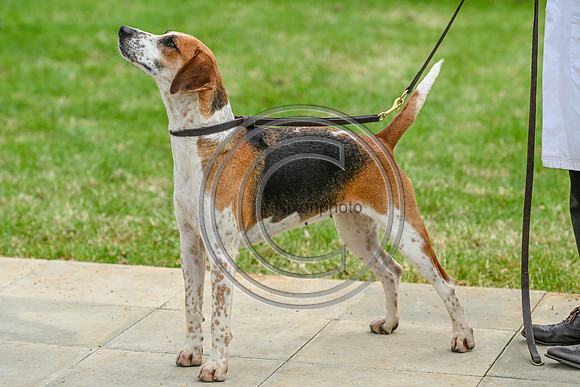 Festival of Hounds 2024
