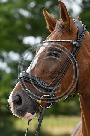 Collective Equestrian