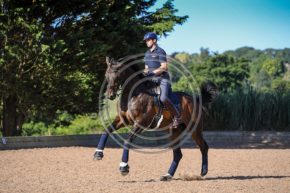 Collective Equestrian