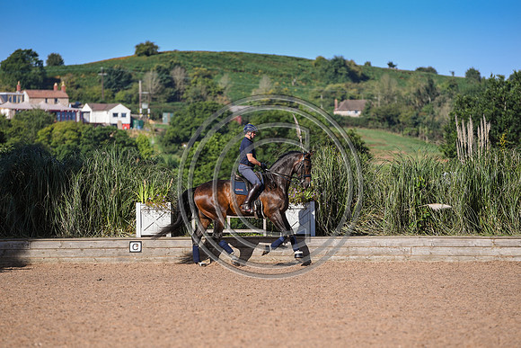 Collective Equestrian