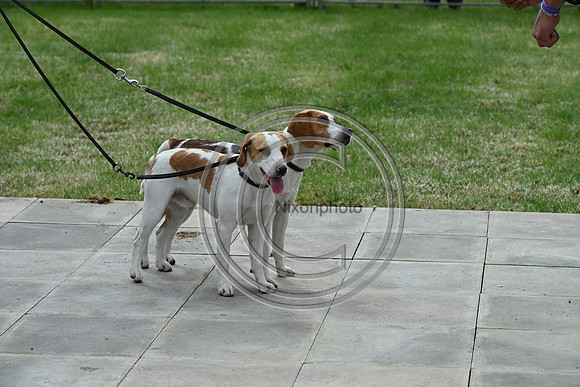 Festival of Hounds 2024