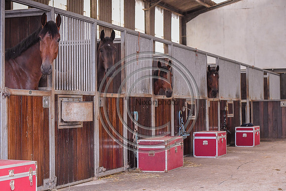 Collective Equestrian