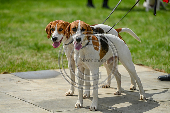 Festival of Hounds 2024