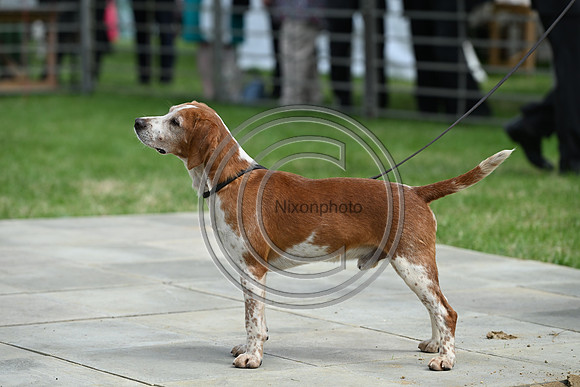 Festival of Hounds 2024