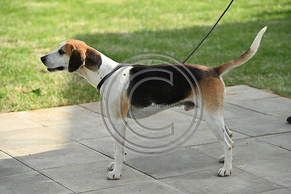 Festival of Hounds 2024