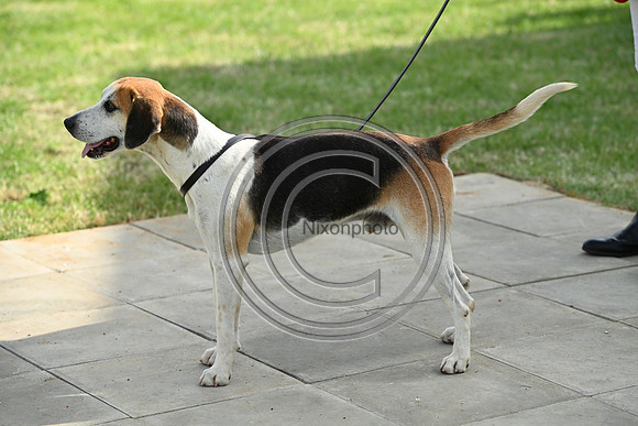 Festival of Hounds 2024
