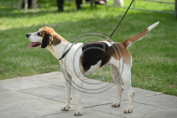 Festival of Hounds 2024