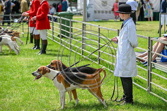 Festival of Hounds 2024