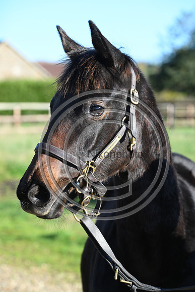 Foal_Selwood_PN92