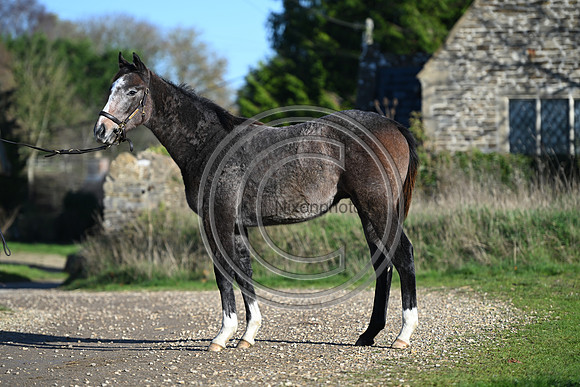 Foal_Selwood_PN9