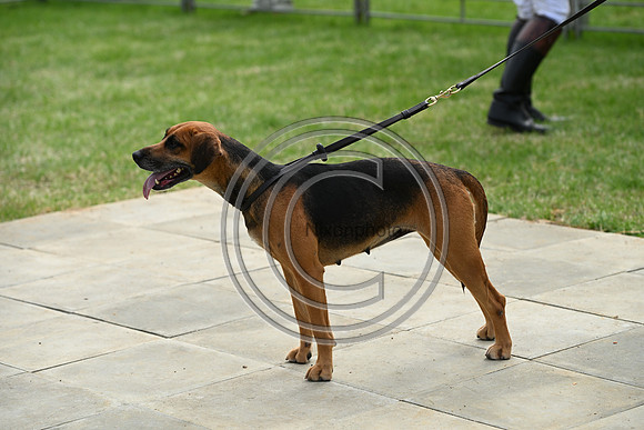 Festival of Hounds 2024
