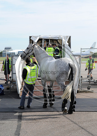 OlympicHorses_08KH280