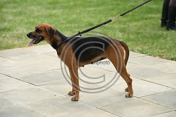 Festival of Hounds 2024