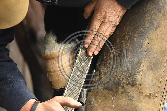Nigel Perrott_Farrier_PN20_51844