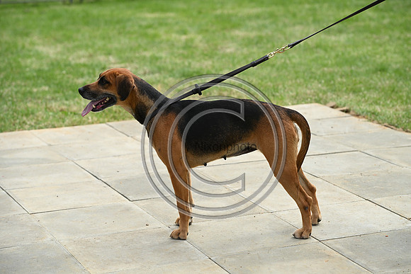 Festival of Hounds 2024