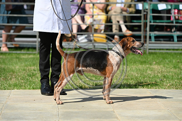 Festival of Hounds 2024