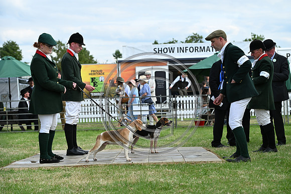 Festival of Hounds 2024