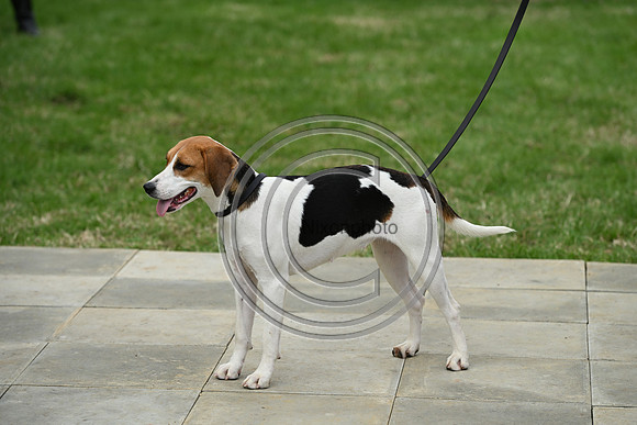 Festival of Hounds 2024
