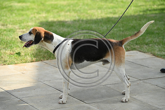 Festival of Hounds 2024