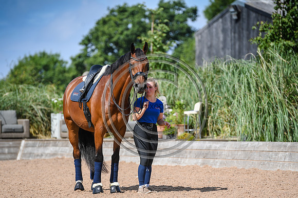 Collective Equestrian