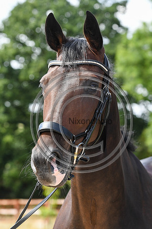 Collective Equestrian