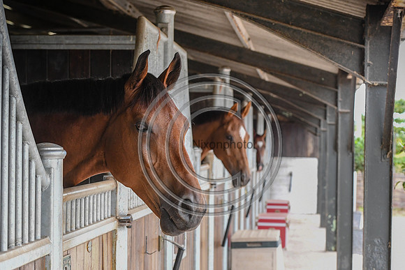 Collective Equestrian