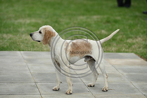 Festival of Hounds 2024