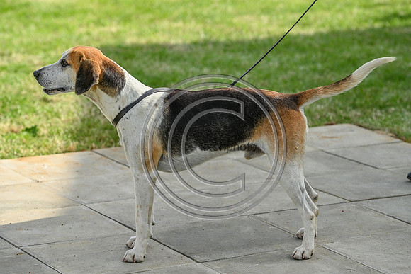 Festival of Hounds 2024