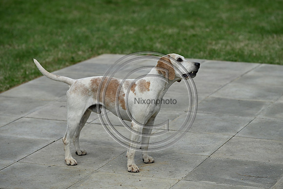 Festival of Hounds 2024