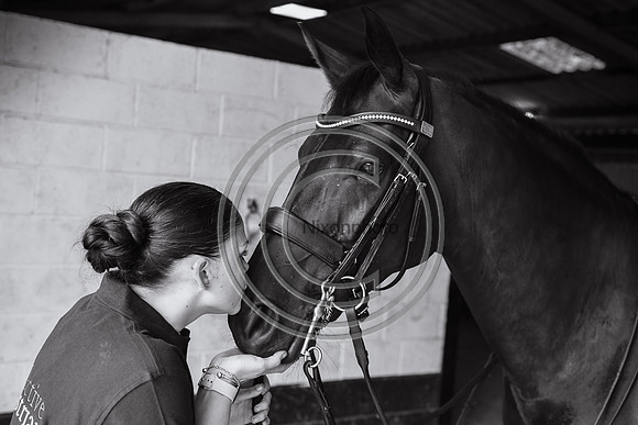 Collective Equestrian