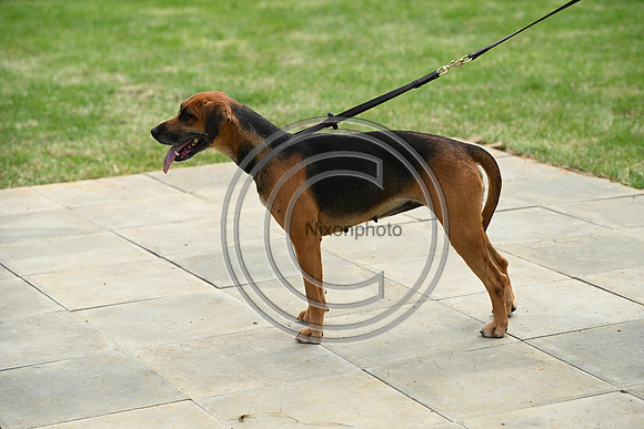 Festival of Hounds 2024