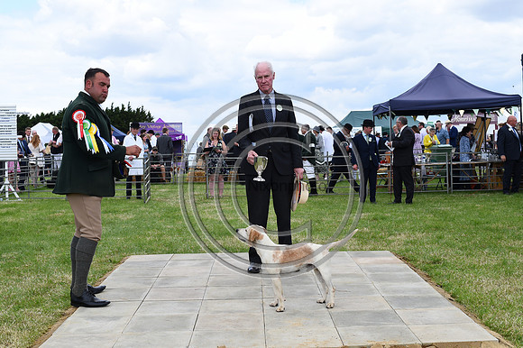 Festival of Hounds 2024