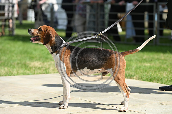 Festival of Hounds 2024
