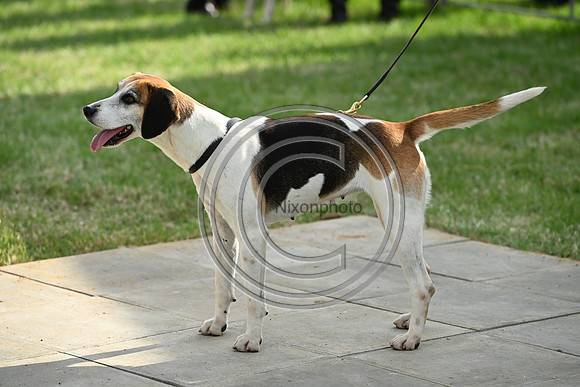 Festival of Hounds 2024